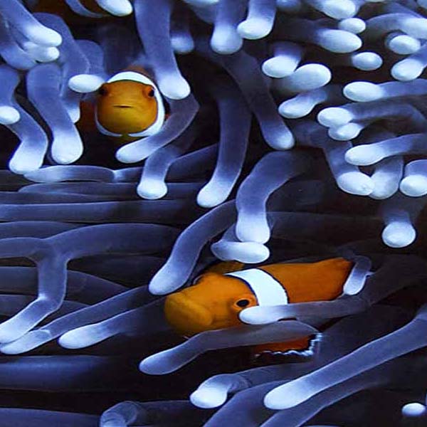 Clownfish Coral Peeking makes a perfect background for any fresh or salt water tank or aquarium as well as dry terrariums.