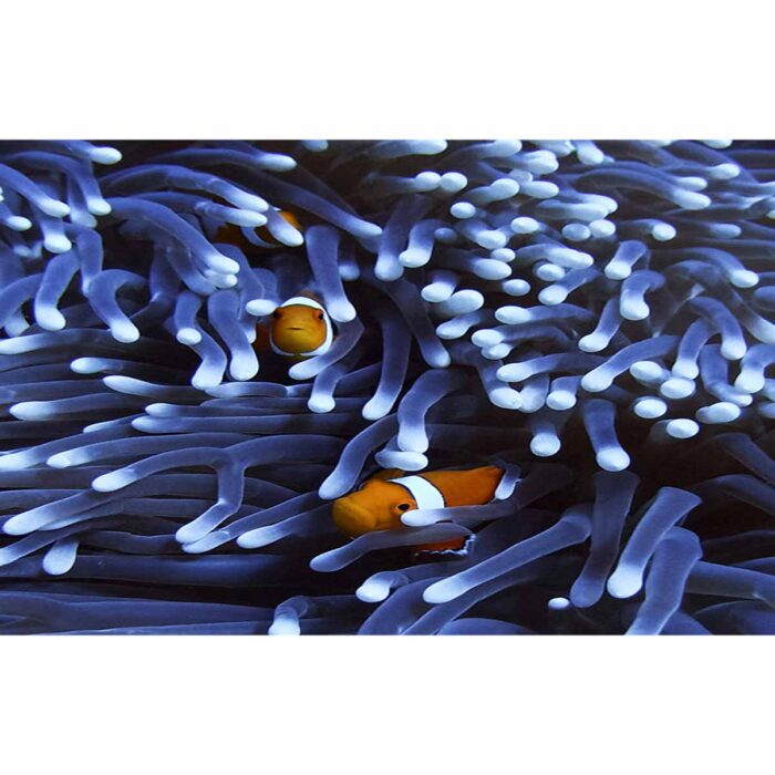 Clownfish Coral Peeking makes a perfect background for any fresh or salt water tank or aquarium as well as dry terrariums.