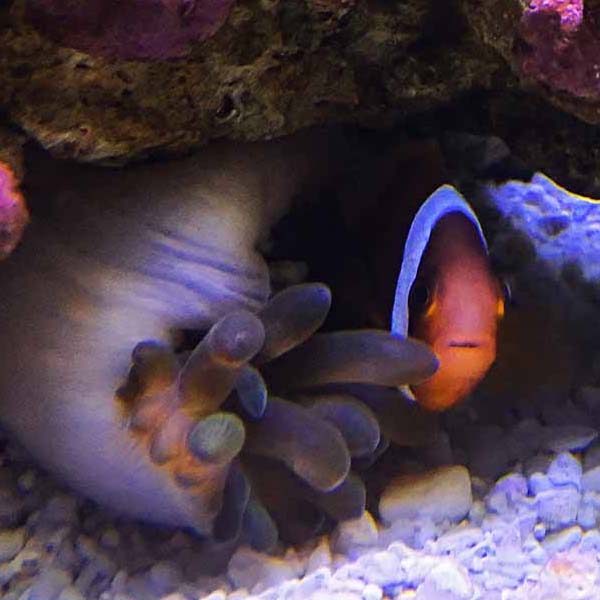 Clownfish Under Coral will make a perfect background for any fresh or salt water tank or aquarium as well as dry terrariums.