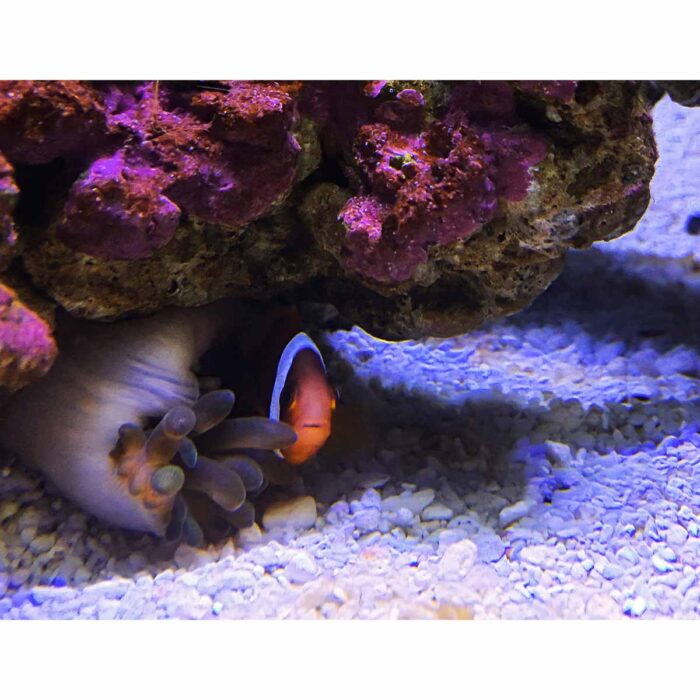 Clownfish Under Coral will make a perfect background for any fresh or salt water tank or aquarium as well as dry terrariums.