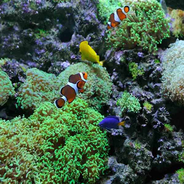 Clowns Coral Home will make a perfect background for any fresh or salt water tank or aquarium as well as dry terrariums.