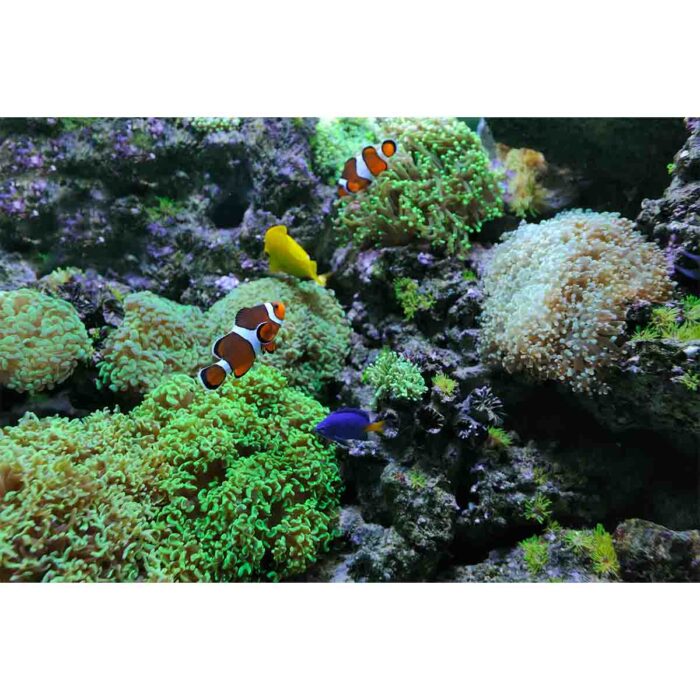 Clowns Coral Home will make a perfect background for any fresh or salt water tank or aquarium as well as dry terrariums.