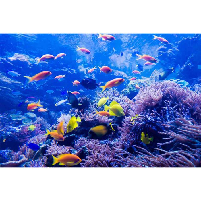 Collection Of Fish will make a perfect background for any fresh or salt water tank or aquarium as well as dry terrariums.