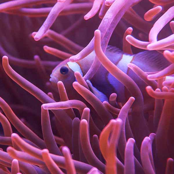 Colorful Clownfish Coral will make a perfect background for any fresh or salt water tank or aquarium as well as dry terrariums.