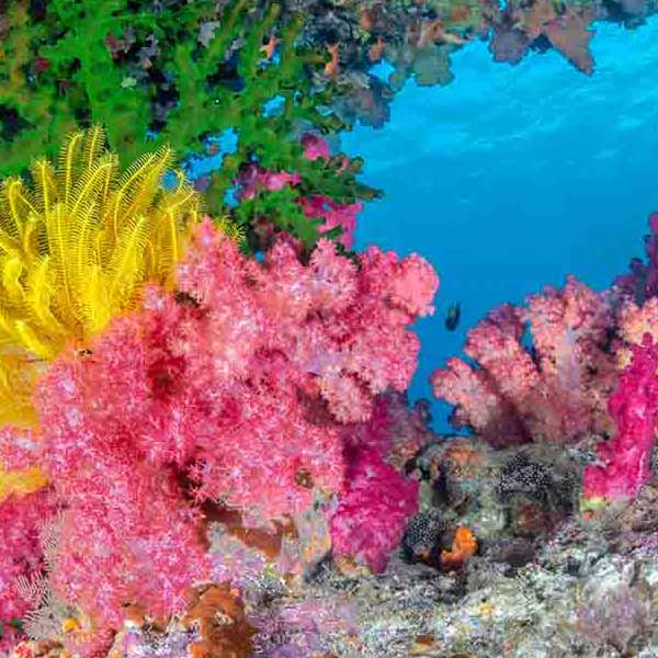 Colorful Fiji Coral will make a perfect background for any fresh or salt water tank or aquarium as well as dry terrariums.