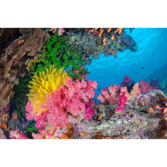 Colorful Fiji Coral will make a perfect background for any fresh or salt water tank or aquarium as well as dry terrariums.