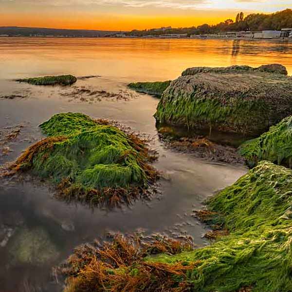 Colorful Lake Moss will make a perfect background for any fresh or salt water tank or aquarium as well as dry terrariums.