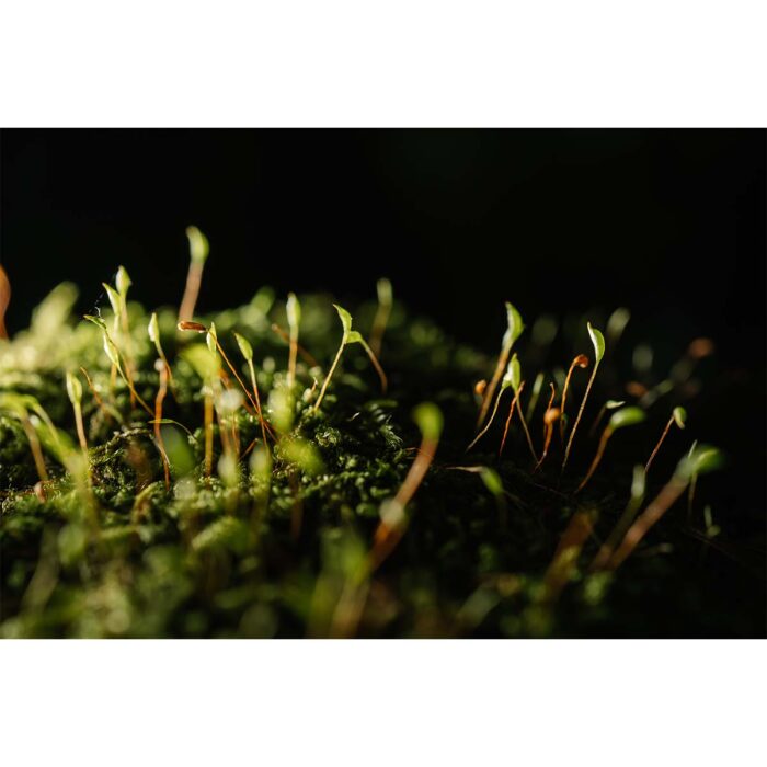 Colorful Moss Closeup will make a perfect background for any fresh or salt water tank or aquarium as well as dry terrariums.