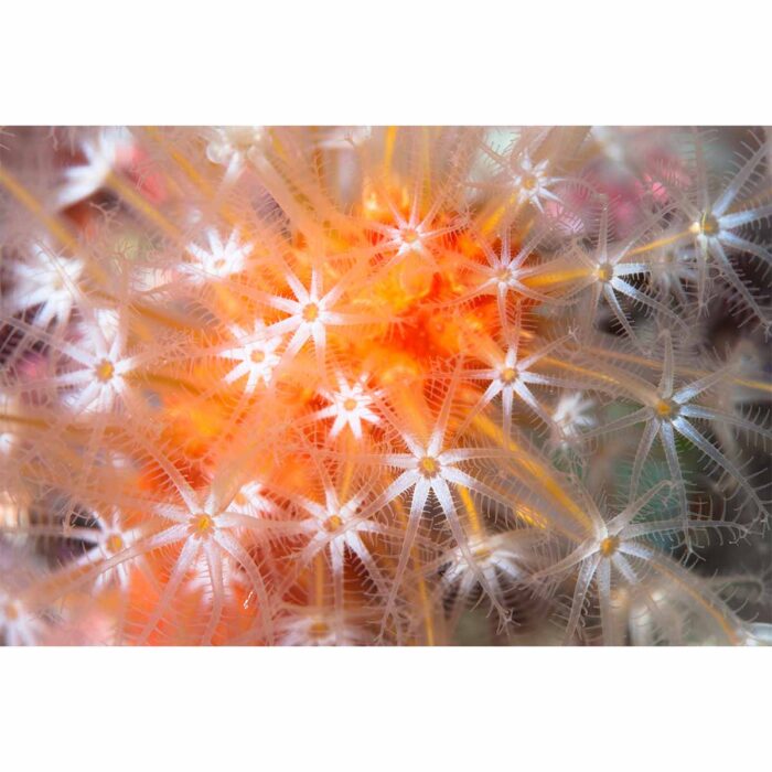 Colorful Underwater Plant will make a perfect background for any fresh or salt water tank or aquarium as well as dry terrariums.