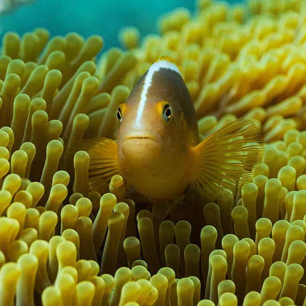 Coral Blending Fish will make a perfect background for any fresh or salt water tank or aquarium as well as dry terrariums.