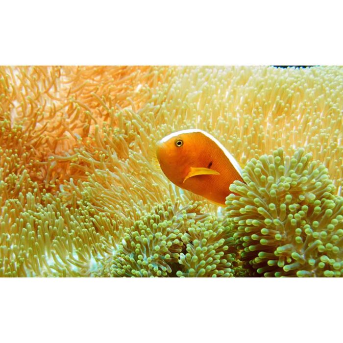 Coral Fish Bravery will make a perfect background for any fresh or salt water tank or aquarium as well as dry terrariums.