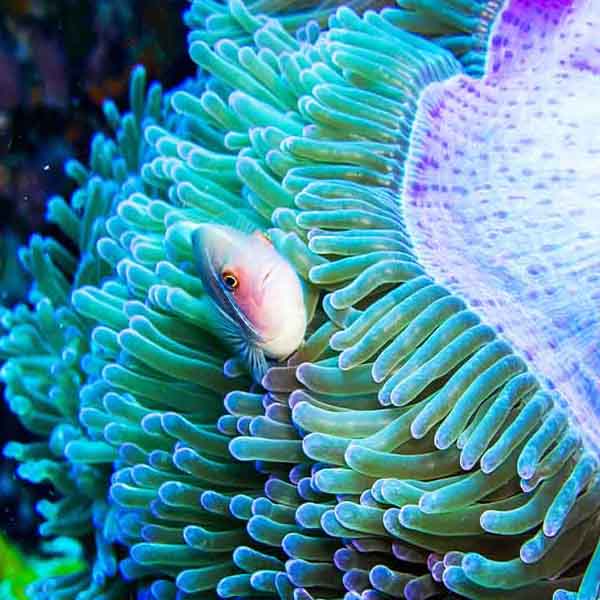 Coral Fish Safety will make a perfect background for any fresh or salt water tank or aquarium as well as dry terrariums.