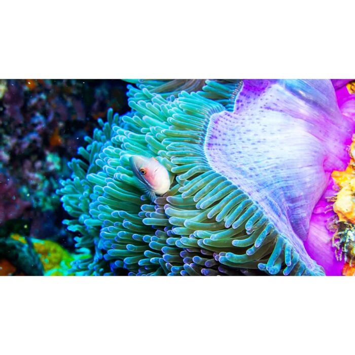 Coral Fish Safety will make a perfect background for any fresh or salt water tank or aquarium as well as dry terrariums.