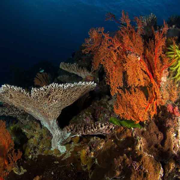 Coral Lit Up will make a perfect background for any fresh or salt water tank or aquarium as well as dry terrariums.