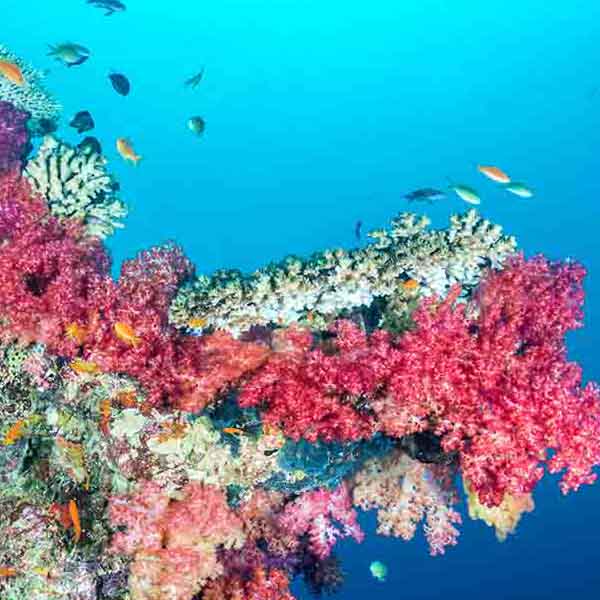 Coral Reef Fiji will make a perfect background for any fresh or salt water tank or aquarium as well as dry terrariums.