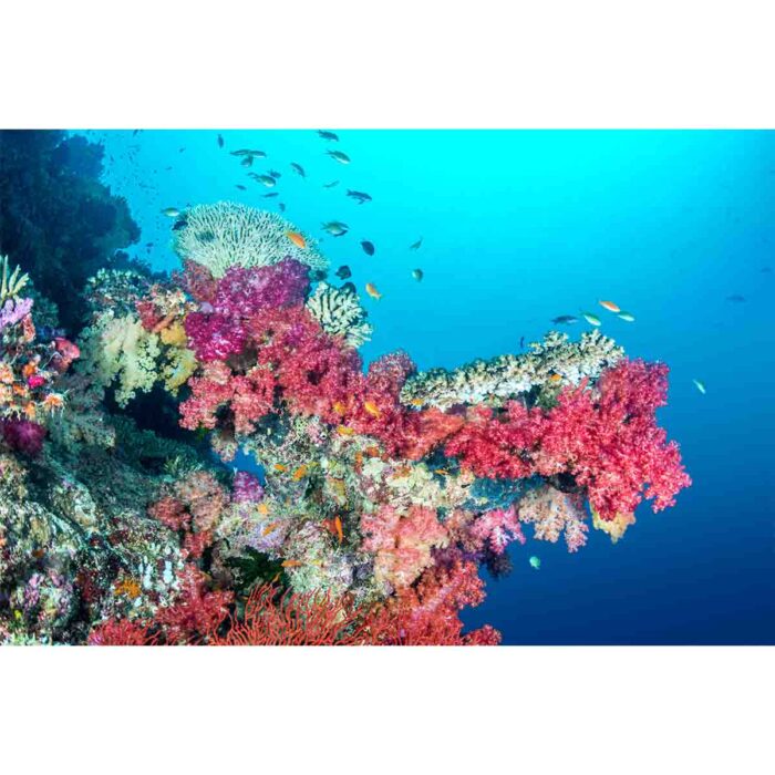 Coral Reef Fiji will make a perfect background for any fresh or salt water tank or aquarium as well as dry terrariums.