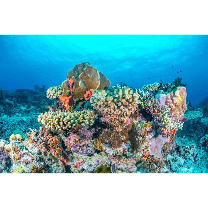 Coral Reef Fiji II will make a perfect background for any fresh or salt water tank or aquarium as well as dry terrariums.