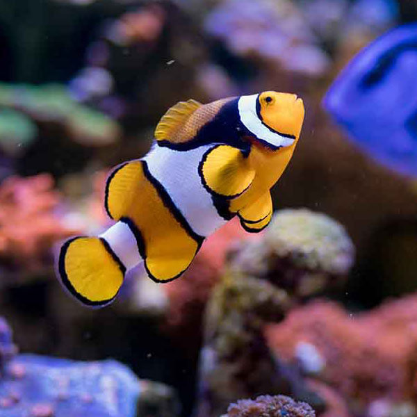 Coral Reef Fish will make a perfect background for any fresh or salt water tank or aquarium as well as dry terrariums.