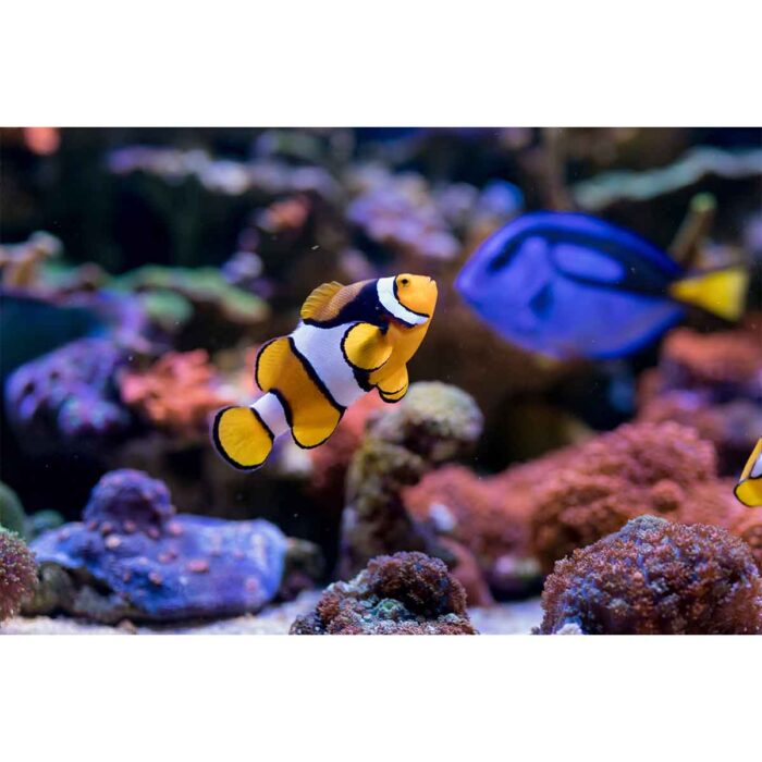 Coral Reef Fish will make a perfect background for any fresh or salt water tank or aquarium as well as dry terrariums.