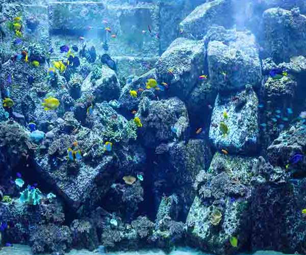 Coral Reef Fish II will make a perfect background for any fresh or salt water tank or aquarium as well as dry terrariums.