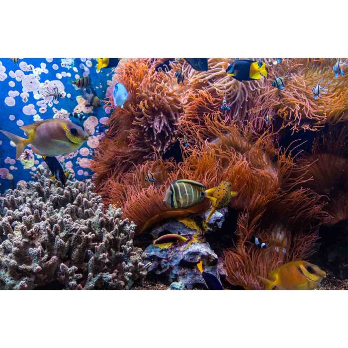 Coral Reef Fish IV will make a perfect background for any fresh or salt water tank or aquarium as well as dry terrariums.