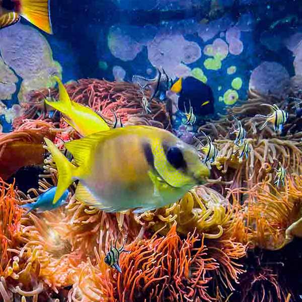 Coral Reef Fish V will make a perfect background for any fresh or salt water tank or aquarium as well as dry terrariums.