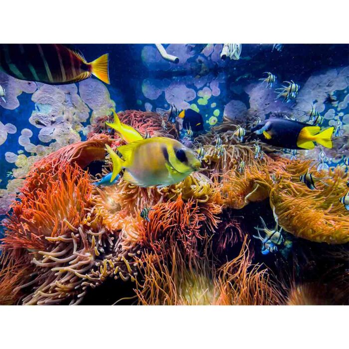 Coral Reef Fish V will make a perfect background for any fresh or salt water tank or aquarium as well as dry terrariums.