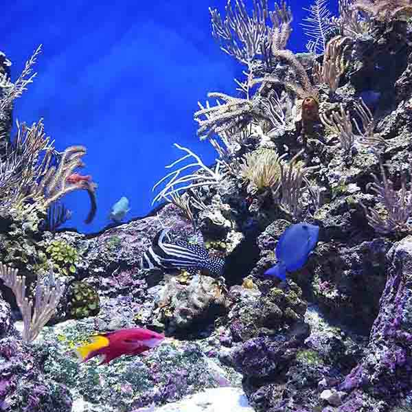 Coral Reef Seaweed will make a perfect background for any fresh or salt water tank or aquarium as well as dry terrariums.