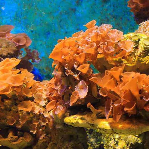 Coral Underwater World will make a perfect background for any fresh or salt water tank or aquarium as well as dry terrariums.