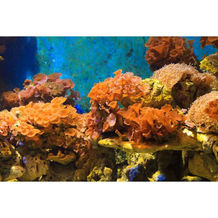 Coral Underwater World will make a perfect background for any fresh or salt water tank or aquarium as well as dry terrariums.