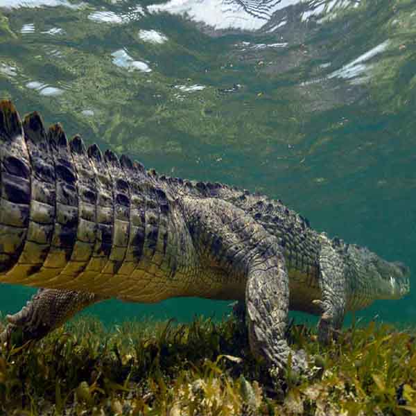 Crocodile Swimming Away will make a perfect background for any fresh or salt water tank or aquarium as well as dry terrariums.