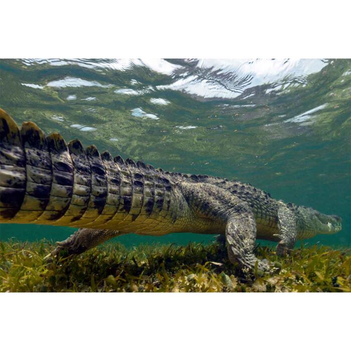 Crocodile Swimming Away will make a perfect background for any fresh or salt water tank or aquarium as well as dry terrariums.