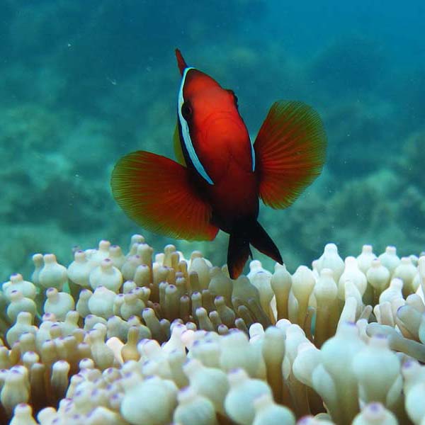 Curious Clownfish Coral will make a perfect background for any fresh or salt water tank or aquarium as well as dry terrariums.