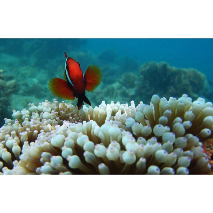 Curious Clownfish Coral will make a perfect background for any fresh or salt water tank or aquarium as well as dry terrariums.