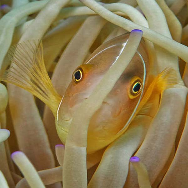 Curious Coral Fish will make a perfect background for any fresh or salt water tank or aquarium as well as dry terrariums.