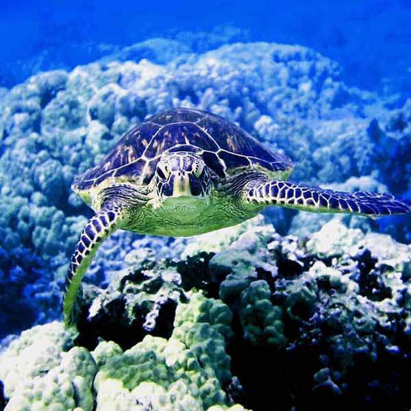 Curious Sea Turtle will make a perfect background for any fresh or salt water tank or aquarium as well as dry terrariums.