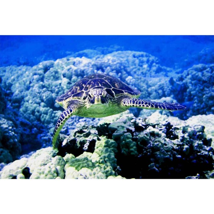 Curious Sea Turtle will make a perfect background for any fresh or salt water tank or aquarium as well as dry terrariums.