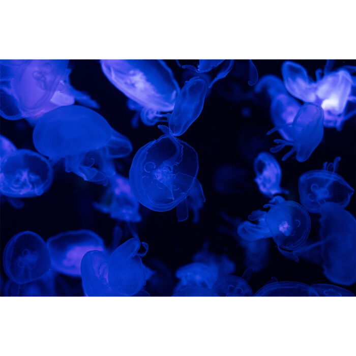 Dark Jellyfish Background will make a perfect background for any fresh or salt water tank or aquarium as well as dry terrariums.