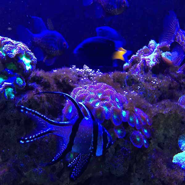 Dark Neon Life will make a perfect background for any fresh or salt water tank or aquarium as well as dry terrariums.