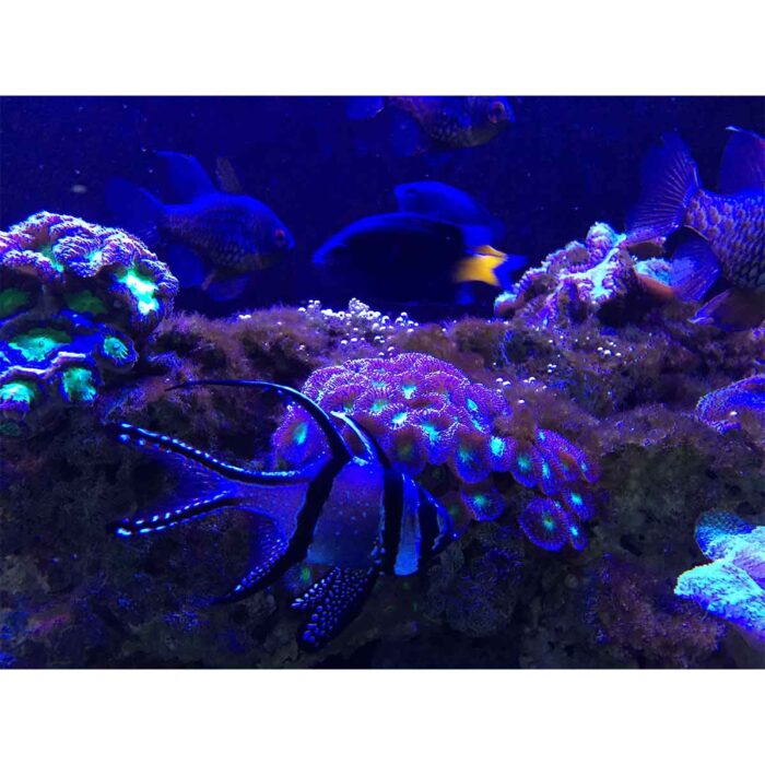 Dark Neon Life will make a perfect background for any fresh or salt water tank or aquarium as well as dry terrariums.