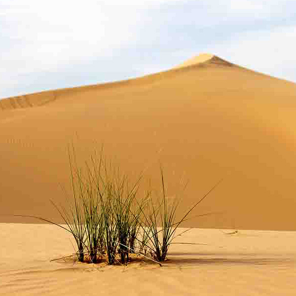 Desert Sand Dunes will make a perfect background for any fresh or salt water tank or aquarium as well as dry terrariums.