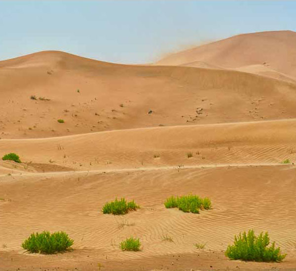 Desert Sand Dunes V will make a perfect background for any fresh or salt water tank or aquarium as well as dry terrariums.