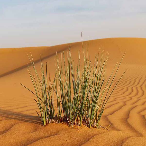 Desert Sand Dunes VIII will make a perfect background for any fresh or salt water tank or aquarium as well as dry terrariums.