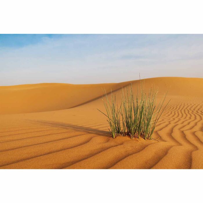 Desert Sand Dunes VIII will make a perfect background for any fresh or salt water tank or aquarium as well as dry terrariums.