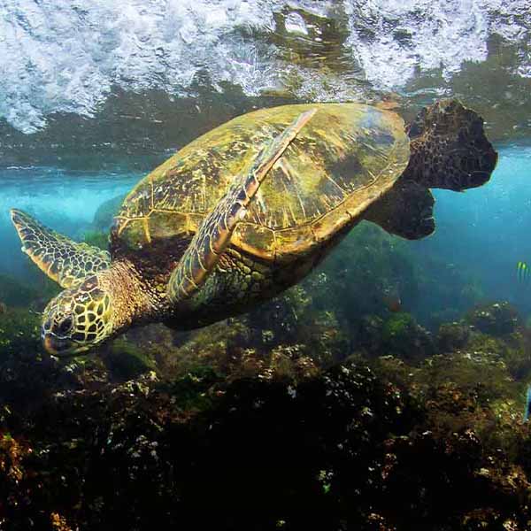 Diving Sea Turtle will make a perfect background for any fresh or salt water tank or aquarium as well as dry terrariums.