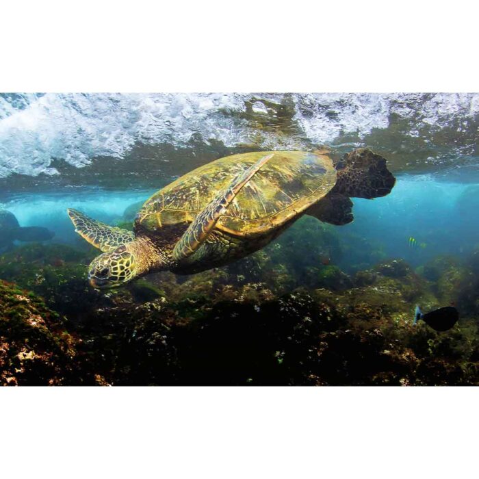 Diving Sea Turtle will make a perfect background for any fresh or salt water tank or aquarium as well as dry terrariums.