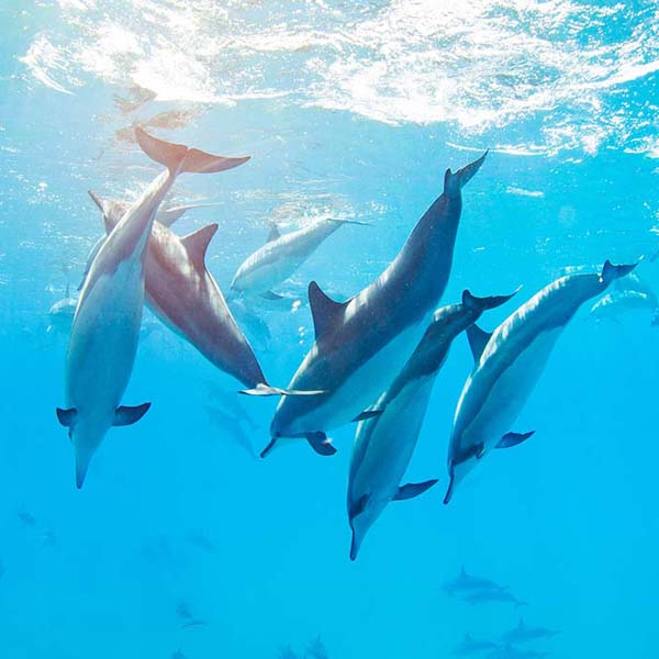 Dolphins Diving Downward will make a perfect background for any fresh or salt water tank or aquarium as well as dry terrariums.