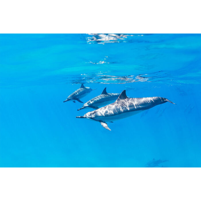 Dolphins Join Together will make a perfect background for any fresh or salt water tank or aquarium as well as dry terrariums.