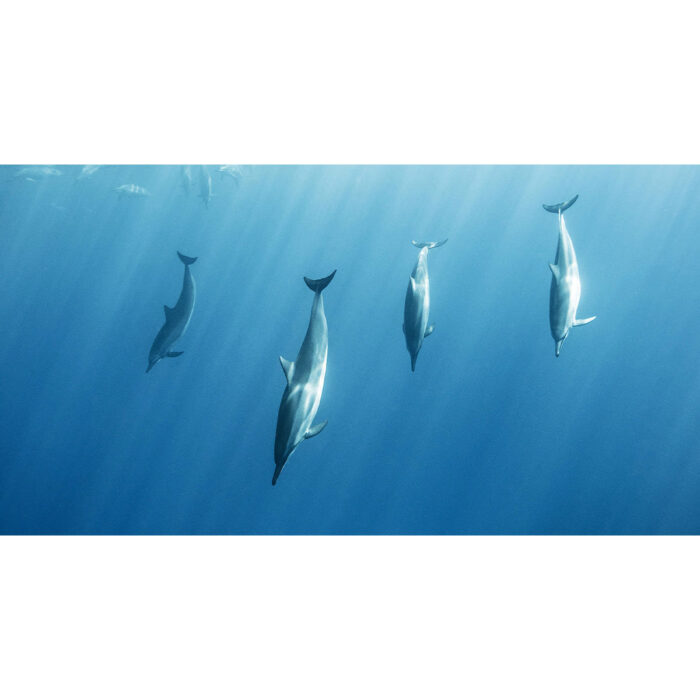 Dolphins Sea Diving will make a perfect background for any fresh or salt water tank or aquarium as well as dry terrariums.