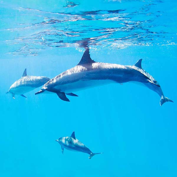 Dolphins Swimming Away will make a perfect background for any fresh or salt water tank or aquarium as well as dry terrariums.